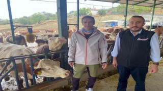 Yapay zeka süt hayvancılığında çığır açtı