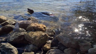 Yaralanan Akdeniz yavru keşiş foku öldü