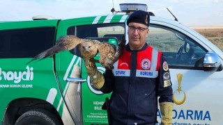 Yaralı kızıl şahin koruma altına alındı
