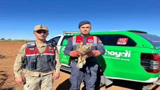 Yaralı Kızıl Şahin koruma altına alındı