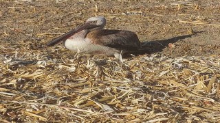 Yaralı pelikana vatandaşlardan yardım eli