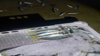 Yasal boy denetimi: Bin 845 kilo istavrite el konuldu