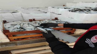 Yasal boy sınırlarının altında avlanılan lüfer ve istavritlere el konuldu