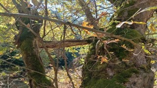 Yaşlı çınar küçük çınara kucak açtı