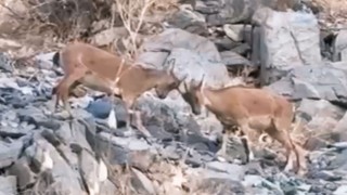 Yavru dağ keçilerinin tatlı çekişmesi kamerada