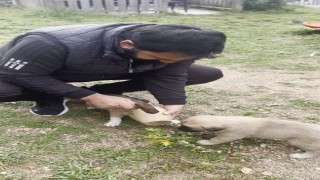 Yavru köpeğin merakı kırılan testi ile son buldu
