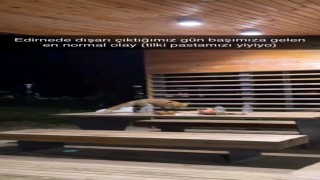 Yavru tilki doğum günü pastasına kondu