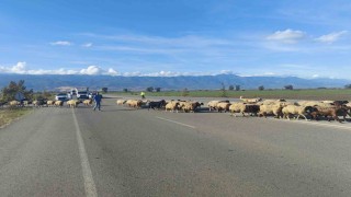 Yayladan dönen koyun sürüsünün geçişi için trafiğin durduğu kara yolunda korna sesi yerine çan sesi yankılandı