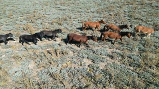 Yaylalardan köylere inmeye başlayan yılkı atları dron ile görüntülendi