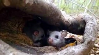 Yenice Ormanlarında Yediuyur yavruları görüldü