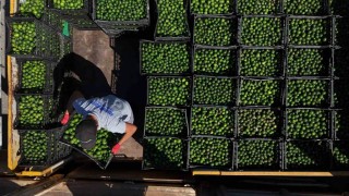Yeşil Bodrum Mandalini Türkiyenin dört bir yanına ulaşıyor