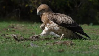 Yılanı yakalayan kartal böyle gövde gösterisi yaptı