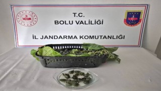 Yolcu otobüsünde 500 yasaklı su kaplumbağası ele geçirildi