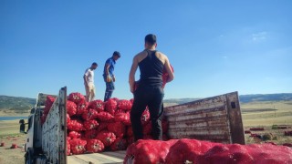 Yozgatta imece usulü soğan hasadı hem emek hem zaman tasarrufu sağlıyor