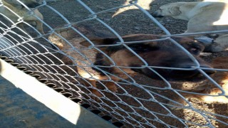 Yozgatta köpeğe şiddet uygulayan şahıs gözaltına alındı