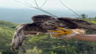 Yüksek gerilim hattına çarpıp felç geçiren kızıl şahin doğayla buluştu