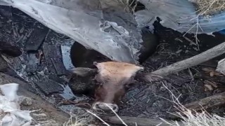 Yüksekovada bataklığa saplanan ineği itfaiye ekipleri kurtardı