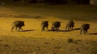 Yüksekovada domuz sürüsü görüntülendi