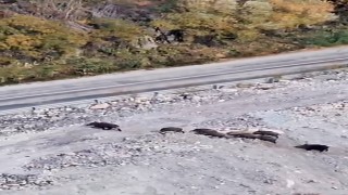 Yüksekovada domuz sürüsü görüntülendi