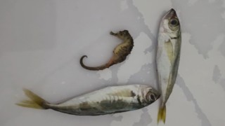 Yüksekovada ilginç olay: Balıkların arasından denizatı çıktı