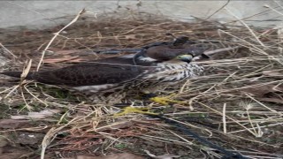 Yurt dışına kuş kaçırma hazırlığında olan 2 kişiye 1 milyon 524 bin lira ceza