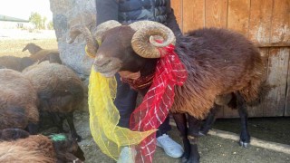 Yüzyıllık koç katımı geleneği Ağrıda yaşatılıyor