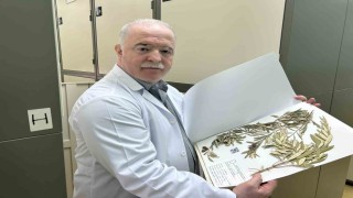 Zeytin ağacından gelen delil: Nuhun Gemisi Cudi Dağında