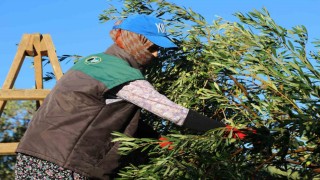 Zeytin hasadı dua ve hayır yemekleriyle başladı