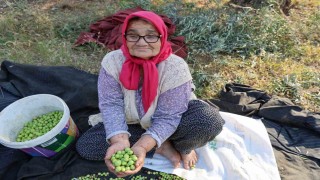 Zeytin hasadına asırlık ağaçlardan başlandı