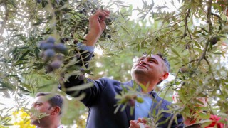 Zeytinin Yolculuğu Aliağada şenlikle kutlandı