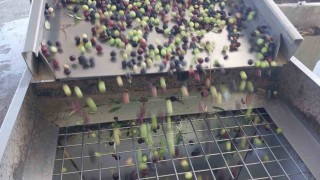 Zeytinin zahmetli yağ yolculuğu başladı