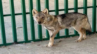 Zincire vurulmuş halde bulunan kurt rehabilite ediliyor