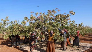 Zirai don, kuraklık ve yok yılı Antep fıstığı rekoltesini düşürdü