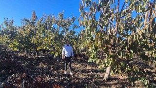 Zirai dondan etkilenen kiraz üreticisinden devlete destek teşekkürü