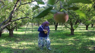 Zirai donun vurduğu Amasya misket elmasında bu yıl hasat yok