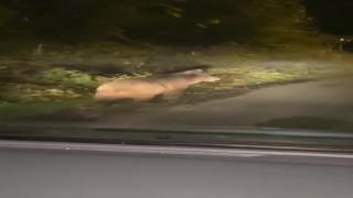 Zonguldakta bozayı amatör kameraya yansıdı