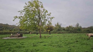 Zonguldakta su kuyusunda kadın cesedi bulundu