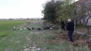 11 tavuğu köpeklerce telef edilen mahalleli hayvanlarını korumak için çobanlık yapıyor