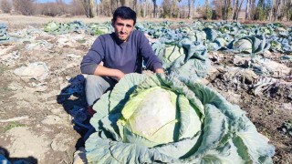 30 yıldır lahana üreten baba ve oğul, bölgeye organik ürün sunuyor