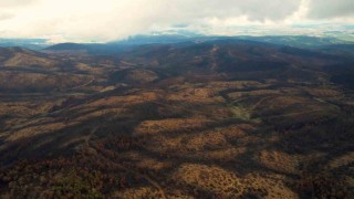 953 hektar kül oldu, Bursayı yeniden yeşertecek 300 bin fidan için ilk adım atıldı