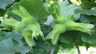 AB ülkelerine 15 bin 760 ton fındık gönderildi