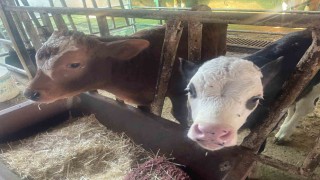 ABD Tarım Bakanlığı: Türkiyede yıllık 400-500 bin buzağı ölümü oluyor