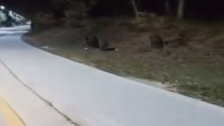 Aç kalan domuz sürüleri, üniversite kampüsüne indi