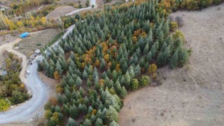 Adanada 37 yıl önce köylülerin diktiği fidanlar ormana dönüştü