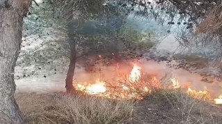 Adanada bir çocuğun çıkardığı öne sürülen yangında 100 zeytin ağacı yandı