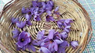 Adana’da Kuraklık Safran Rekoltesini Düşürdü