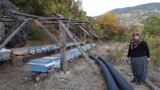Adanada sıcaklık düşmeyince arılar kışlama için kovanlara girmedi