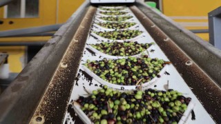 Adanada zeytinin yağ yolculuğu başladı