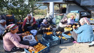 Adananın hurmalı köyü, açık fabrikaya dönüştü