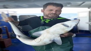 Ağa takılan köpekbalığı denize bırakıldı